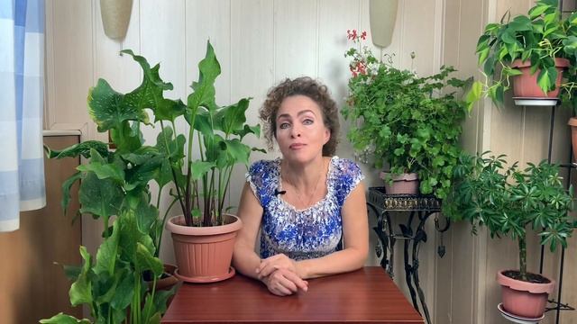 КАЛЛЫ после цветения.