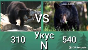 Губач vs Барибал!