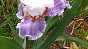 Зацвели сеянцы ирисов. Мне понравились, а как вам ?  Iris seedlings