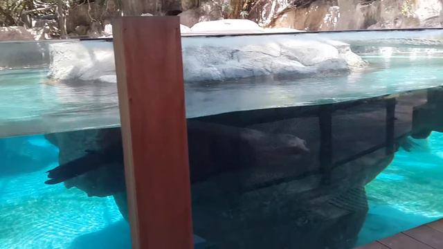 Сингапур Зоопарк /SINGAPORE ZOO/ ЛУЧШИЙ ЗООПАРК В МИРЕ. Морской котик смотреть онлайн