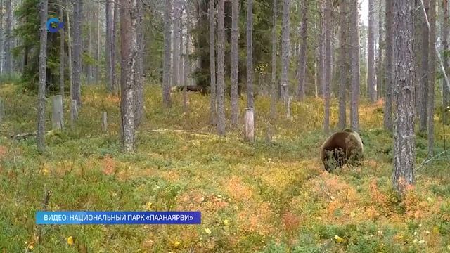 В Карелии фотоловушка засняла бурого медведя смотреть онлайн