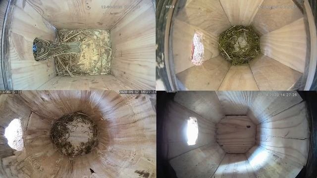 Онлайн-трансляция из скворечника, синичника, дуплянки -2020. Город Калуга.