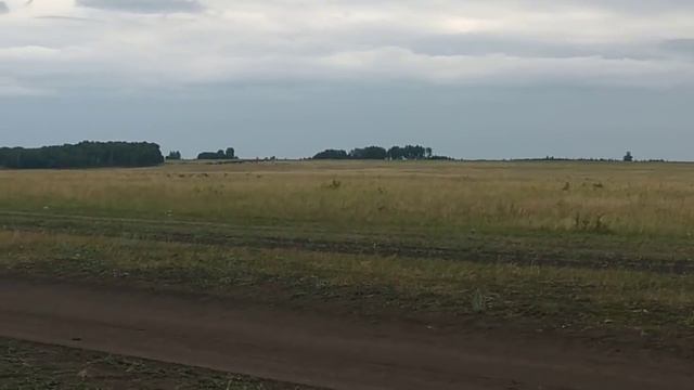 Побег кобылы из табуна не удался. Жеребец её развернул. смотреть онлайн