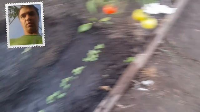 Огурцы осении взошли. Подогрев земли отлично работает. смотреть онлайн