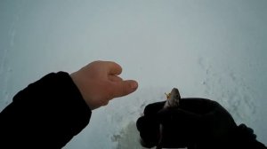 ОКУНЬ С КАЖДОЙ ЛУНКИ! Ловля на зимнюю блесну!