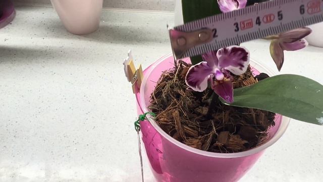 Орхидея Phal. Younghome Kaleido от Miki цветёт в первый раз🌺 Что мне прислали? #orchid #orchids