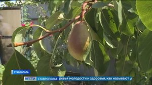 Житель Ставрополя выращивает экзотические плоды в своем саду