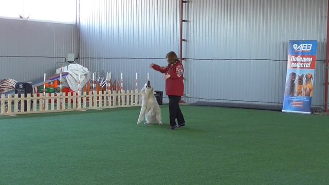 Класс Дебют фристайл Рачкова Елена Александровна & Золотистый (голден) ретривер _ЭСТ ФАКТУМ ЖАНДРЕ смотреть онлайн