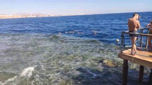 Обзор пляжа Риф Бич (Reef Beach) ноябрь 2021г, Шарм эль Шэйх