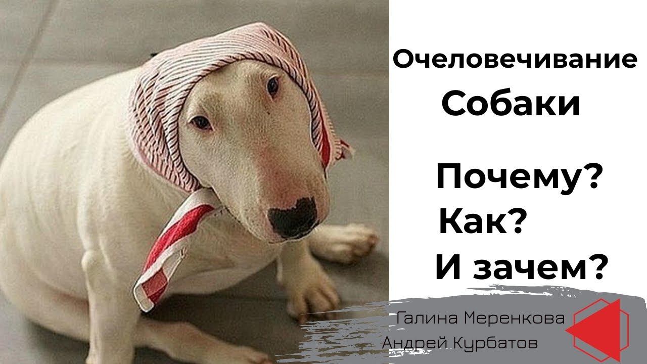 Очеловечивание собаки. Почему? Как? И зачем? (Галина Меренкова и Андрей Курбатов)