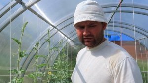 ВЫРАЩИВАНИЕ АРБУЗОВ и ДЫНЬ!! ОПЫЛЕНИЕ/ФОРМИРОВКА/ПРИЩИПКА!! Московская область 2019