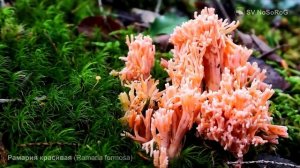 Рамария красивая (Ramaria formosa)