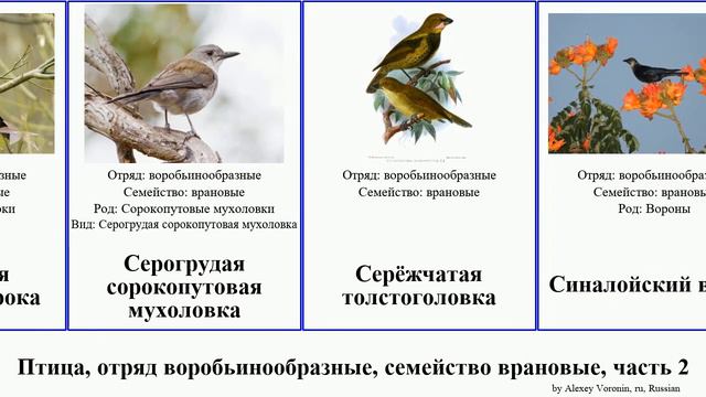 Птица, отряд воробьинообразные, семейство врановые, часть 2 сойка ворон сорока свистун сойки bird