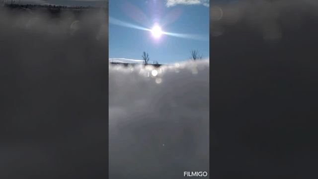 Дикая собака Динго смотреть онлайн