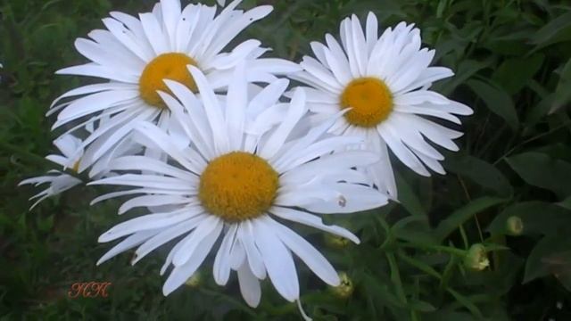 ✿✿✿ Фоновые натуральные футажи Ромашки ✿✿✿ Видеофоны для монтажа HD ✿ смотреть онлайн