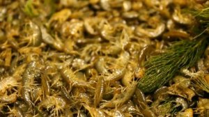 Как выглядит мормыш (гаммарус)