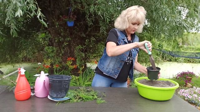 МОЖЖЕВЕЛЬНИК. Размножение можжевельника черенками
