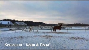 Конюшня "Кони & Пони