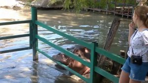 Бегемот ЖУЖА кушает. Краснодар. Сафари парк.