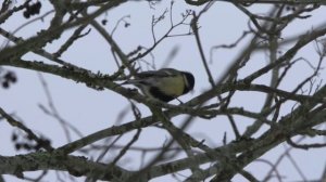 Синичкин день