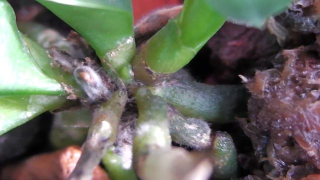 В Серамис очень хорошо растут Орхидеи из Фласки)))) смотреть онлайн