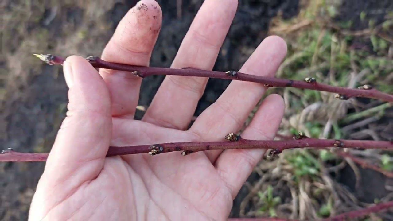 Осматриваю молодые персики после зимовки 2023-2024 год Пензенская область р.п. Тамала. смотреть онлайн