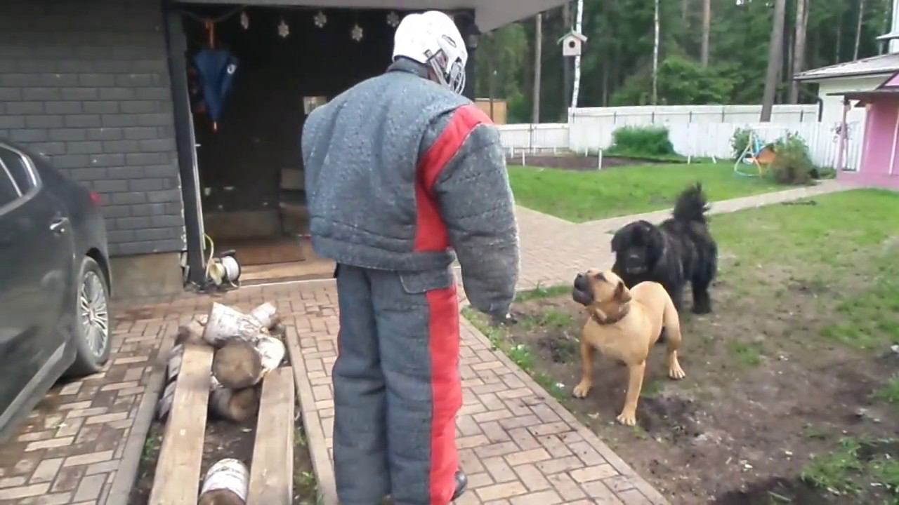 Тест №34. Две собаки на охране территории.