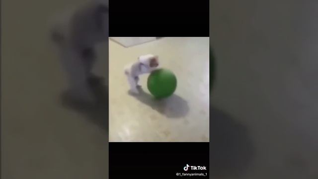 Домашние животные. ржачные приколы посмотрите. смех до слез. 41 часть