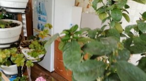 Кумкват Фукуши.