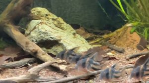 Corydoras CW127 „super parallelus“ & Loricaria spec. Rio atabapo