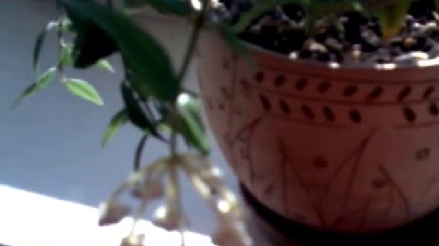 Золотая осень, Тимофей, Радуга и Лоскуток смотреть онлайн