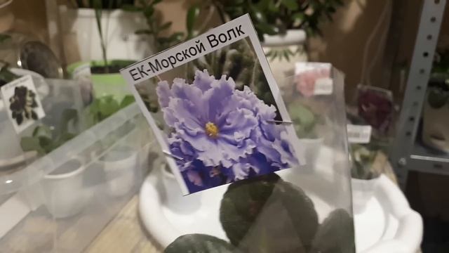 Покупки с Выставки Фиалок!!! Пополняю коллекцию! смотреть онлайн