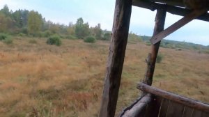 Охота на лося на вабу 16 09 22