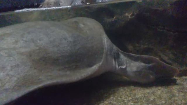 Черепаха с мягким панцерем смотреть онлайн