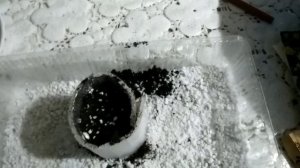 Высеваем Обриету многолетнюю на рассаду без пикировки.