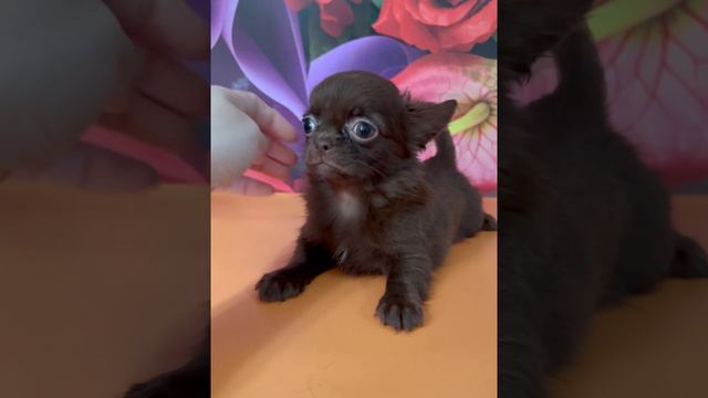 Юкки #блог #Питомник #доставка #щенкичихуа #чихуахуа #chihuahua #щенок #шоколадныечихуахуа #длинная