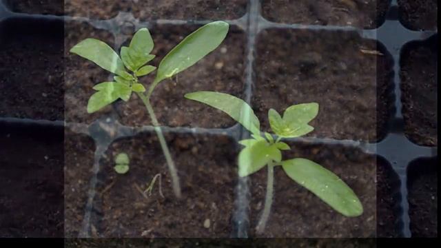 Как получить большой урожай помидоров. смотреть онлайн