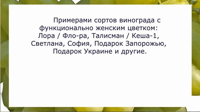 @Начинающему виноградарю. Классификация сортов винограда. Ч.2 смотреть онлайн