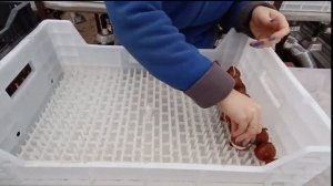 Наколка  луковиц тюльпанов в гидропонные ящики