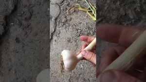 Товарный вид чеснока