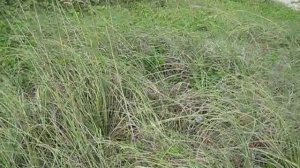 Uniola paniculata Sea Oats