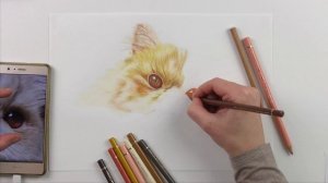 Как нарисовать персидского кота / zeichnen mit Buntstiften / Colored Pencil Drawing of a Persian Ca