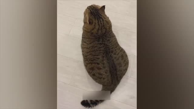 СМЕШНЫЕ КОШКИ И СОБАКИ 2023|СМЕШНЫЕ ЖИВОТНЫЕ 2023|ЛУЧШИЕ ПРИКОЛЫ С КОТАМИ смотреть онлайн