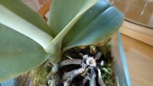 Орхидейные посадки с ягелем и сфагновым мхом Что делать если нет мха