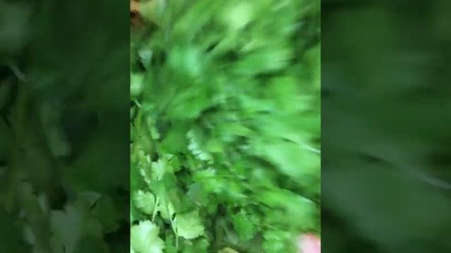 Аджика зелёная, острая. Рецепт.