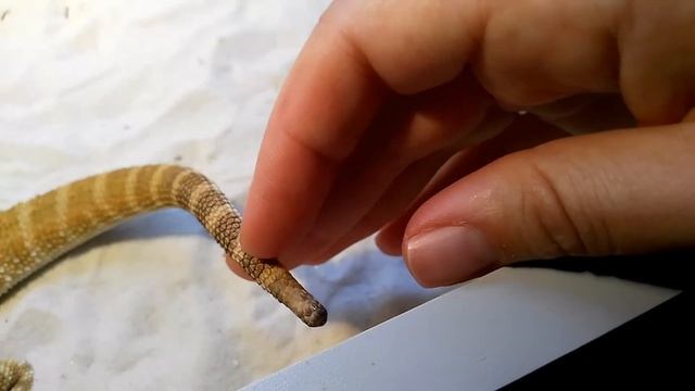 бородатая агама и состояние отломанного хвоста смотреть онлайн