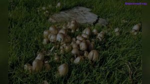 Избавляемся от поганок на даче