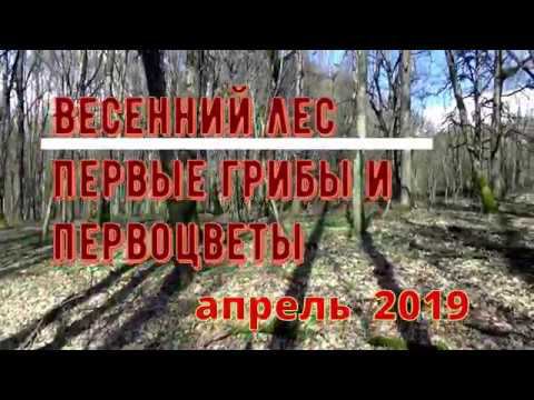 Весенний лес на Кубани. Первые грибы и первоцветы. Лягушачье озеро. Апрель 2019 год.