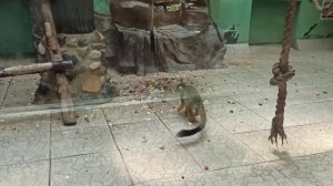 ТОП-3 зоопарков России! Прогулка с Полли по Удмуртскому зоопарку