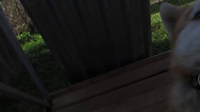 Хаски Зак не любит оставаться один. Истерика каждое утро. смотреть онлайн